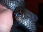 Mexican Black king snake in Blue