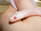 Snow morph Honduran Milksnake