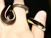 Striped California Kingsnake being handled