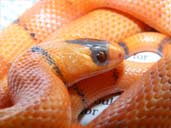 Vanishing Pattern Tangerine Honduran Milksnake