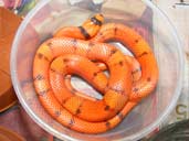 Vanishing pattern Tangerine Honduran Milksnake